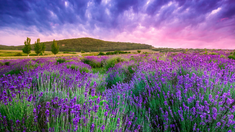 plants Lavender Field Wallpaper