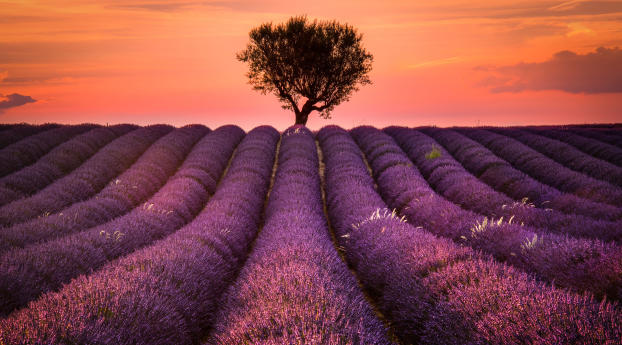 so nice Lavender Field Wallpaper