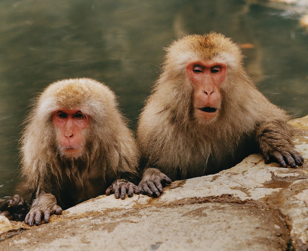 two Macaque Images