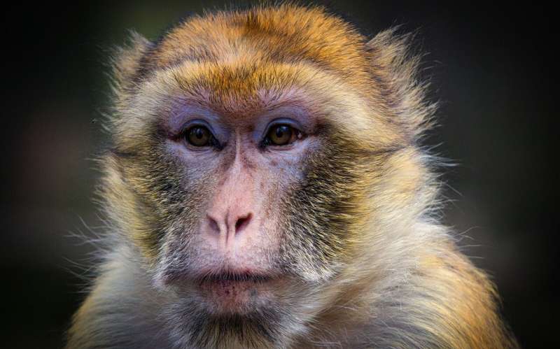 widescreen Macaque Images