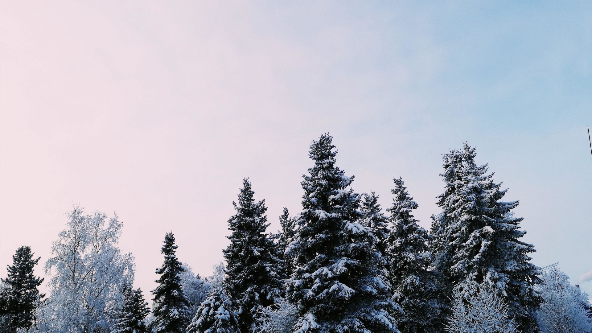 natural Winter Trees Wallpaper