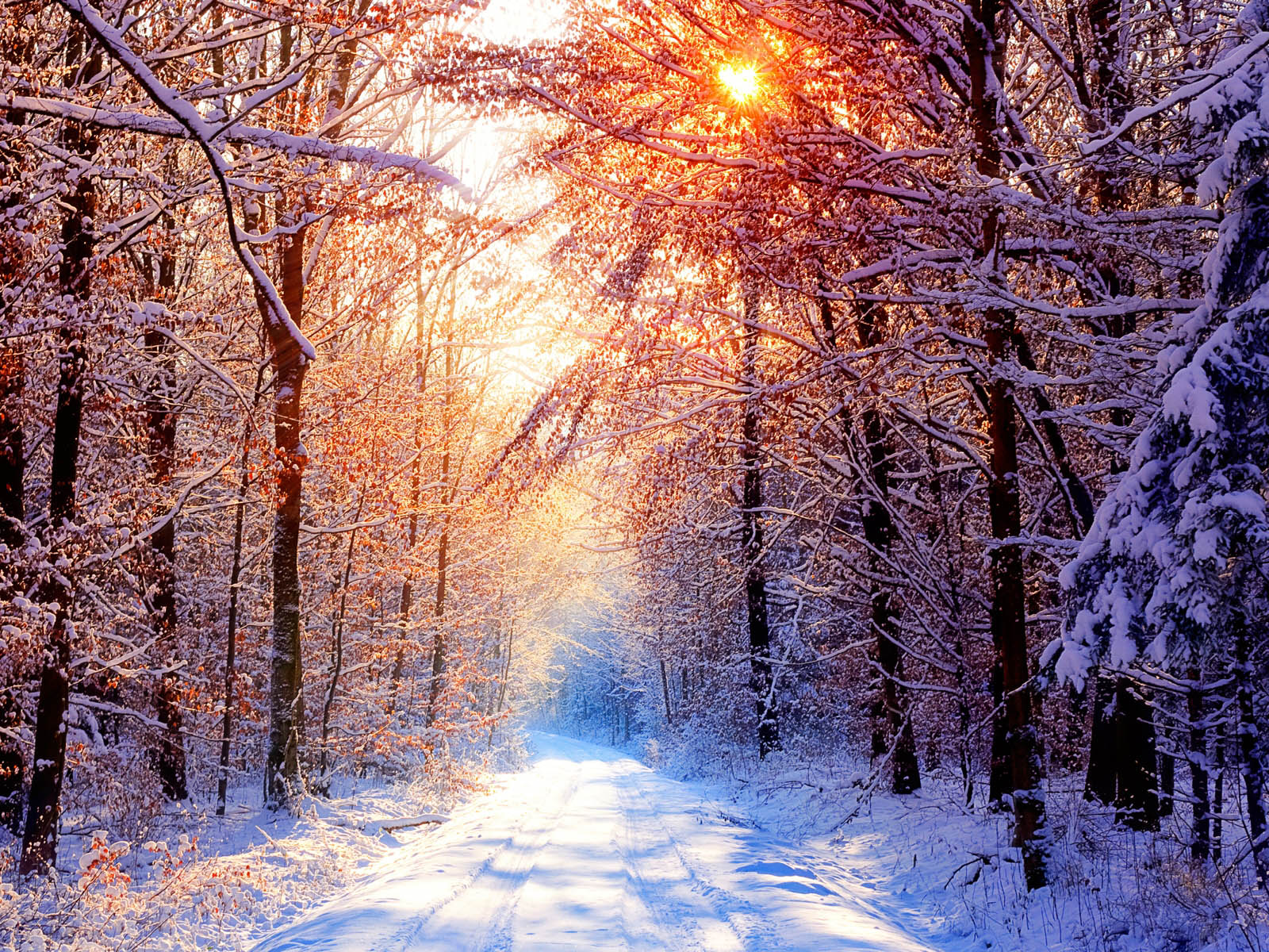 sundown nature Winter Desktop Wallpaper