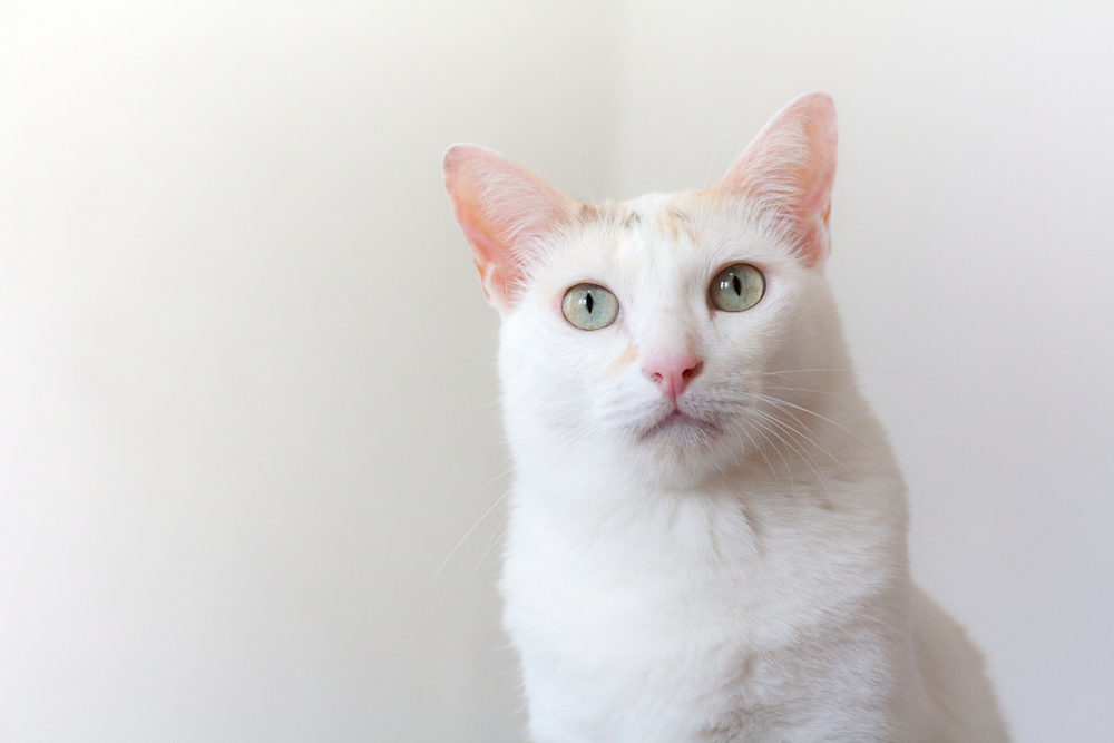 beautiful White Kitten