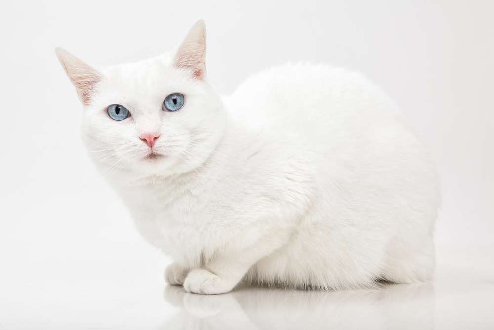 best nature White Kitten