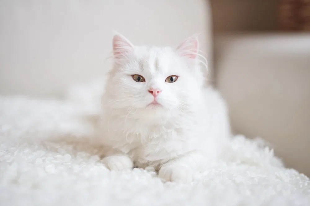 big face White Kitten image
