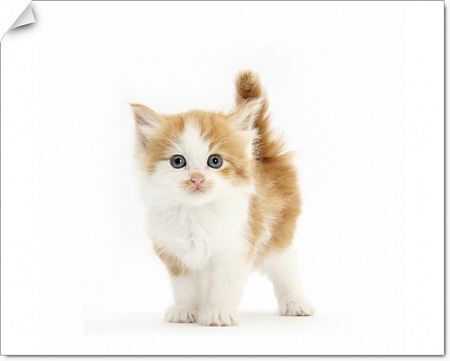 free White Kitten image
