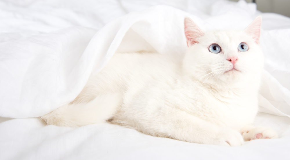 most popular White Kitten