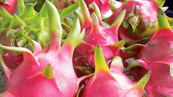 amazing red Dragon Fruit