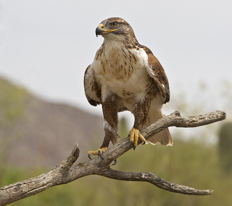 Ferruginous Hawk species information image