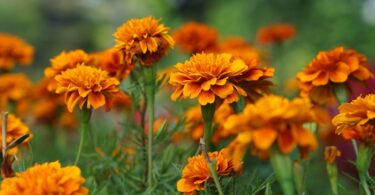 awesome nature Сalendula Marigold image