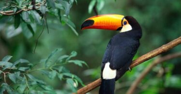 beautiful Toucan Wallpaper