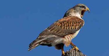 beautiful bird Ferruginous Hawk image