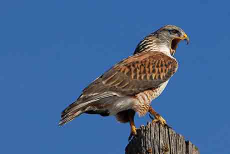 beautiful bird Ferruginous Hawk image