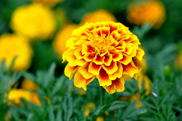 yellow Сalendula Marigold image